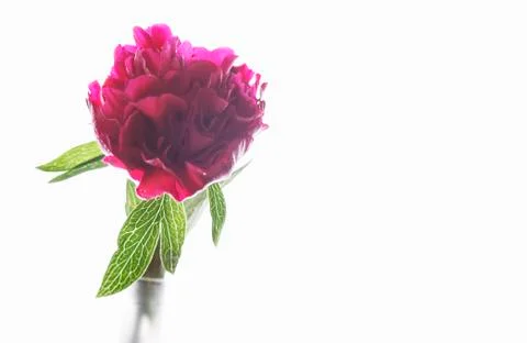 Peony flower Stock Photos
