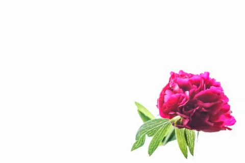 Peony flower Stock Photos