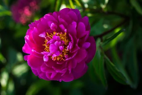 Peony flower Stock Photos