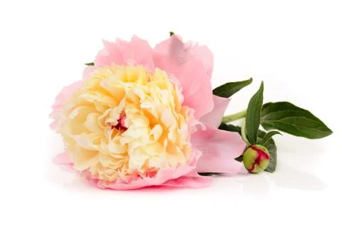 Peony flower Stock Photos