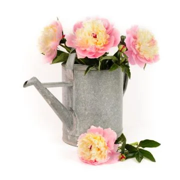 Peony flower Stock Photos