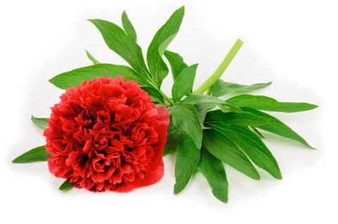 Peony flower Stock Photos