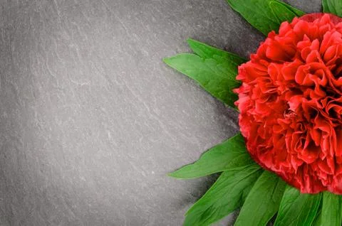 Peony flower Stock Photos