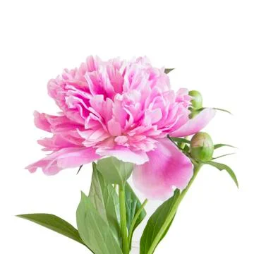 Peony flower Stock Photos