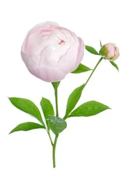 Peony flower Stock Photos