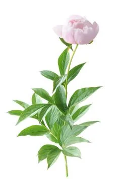 Peony flower Stock Photos