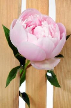 Peony flower Stock Photos