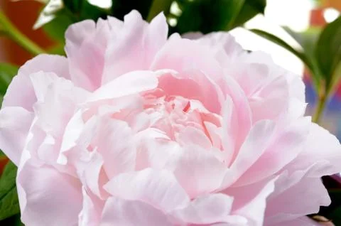 Peony flower Stock Photos