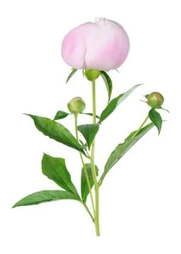 Peony flower Stock Photos