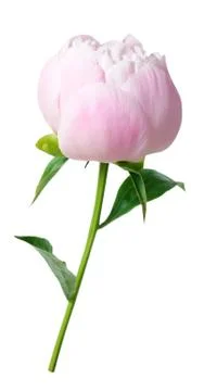 Peony flower Stock Photos