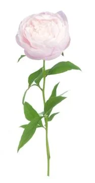 Peony flower Foto stock