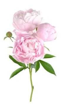 Peony flower Stock Photos