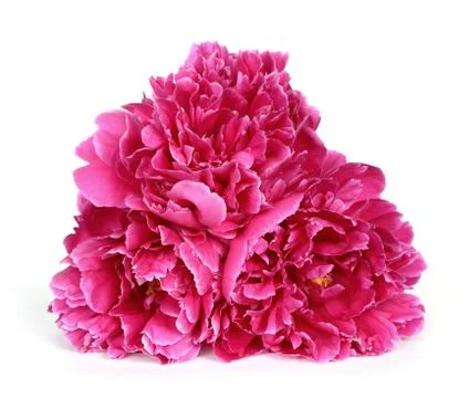 Peony flower Stock Photos