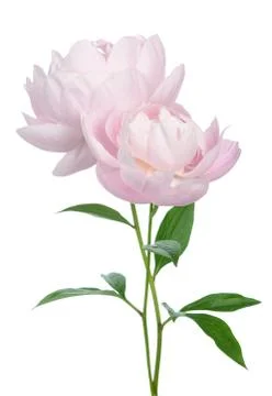 Peony flower Stock Photos
