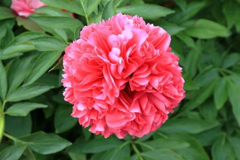 Peony flower Stock Photos