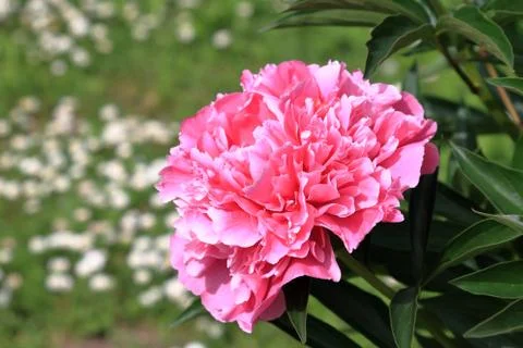 Peony flower Stock Photos