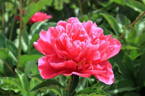 Peony flower Stock Photos
