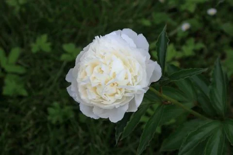Peony flower Stock Photos
