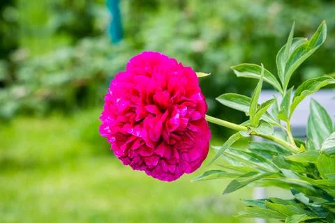 Peony flower Stock Photos