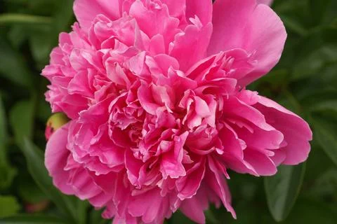 Peony Flower Stockfoto's