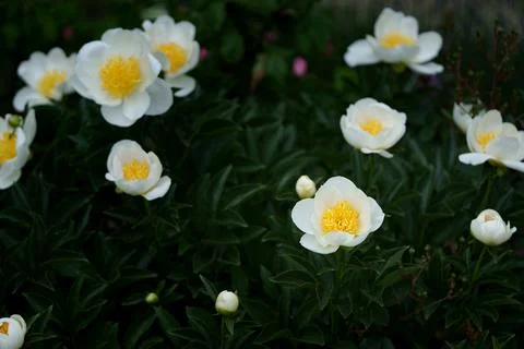 Peony flower Stock Photos