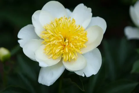 Peony flower Stock Photos