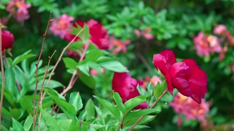 Peony flower pink tree Stock Footage 316262268
