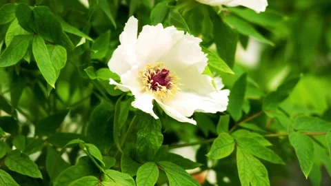Peony Flower with some breeze Stock Footage 332600053
