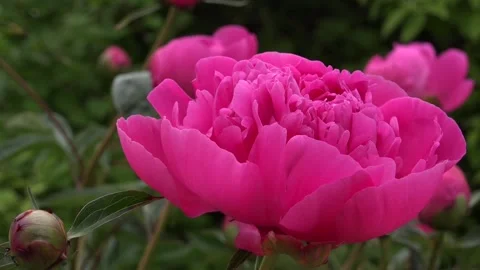 Peony flower in the sun Stock Footage 239684509