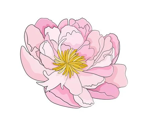 Peony flower vector illustration. Flat style. Stock Illustration