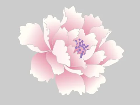 Peony Flower Vector Illustration Illustrazione stock