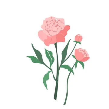 Peony flower vector illustration isolated on white background in modern simple Stock Illustration