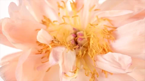 Peony flower on white background. One Coral Charm peony elegant border design Stock Footage 341894828