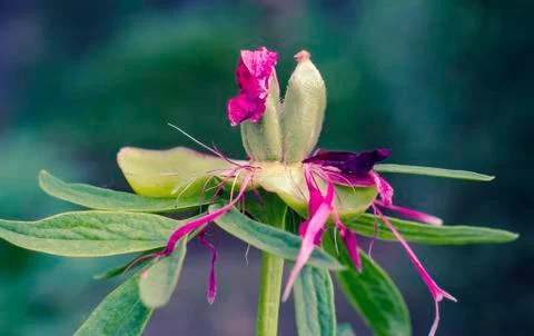 Peony flower without petals Stock Photos