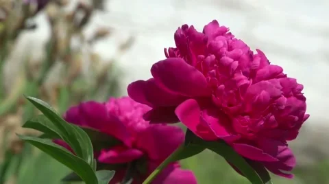 Peony in the flowerbed Stock Footage 61075500