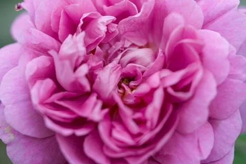 Peony-flowered roses. Fotos Stock