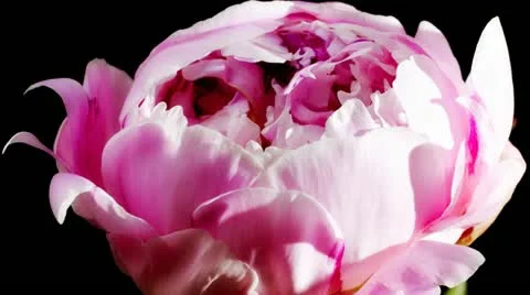 Peony flowering Stock Footage 11238608