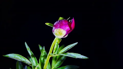 Peony Flowering 스톡 동영상 54450124