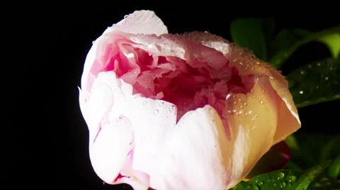 Peony Flowering Video stock 54450835