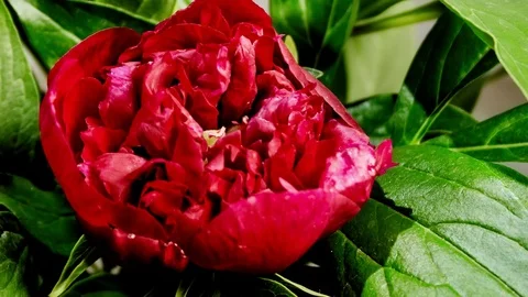 Peony flowering Видео 79843386