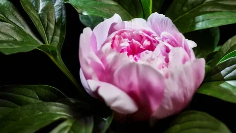 Peony flowering Видео 80325370
