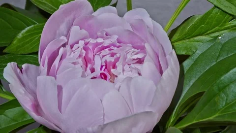 Peony flowering Stock Footage 80528203