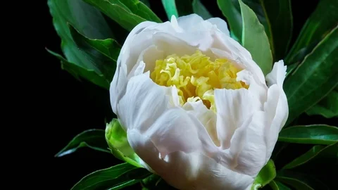 Peony flowering Stock Footage