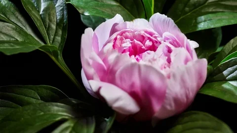 Peony flowering 스톡 동영상 80795398
