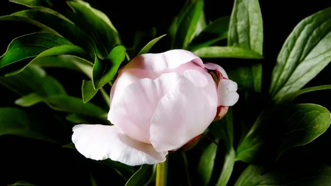 Peony Flowering Stock Footage 93777889