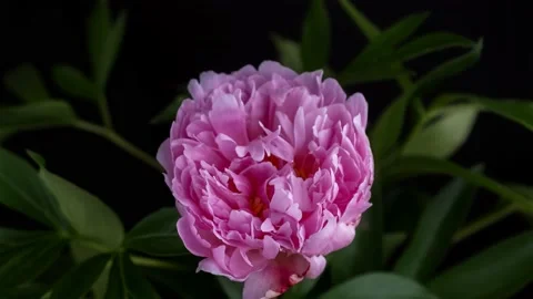 Peony Flowering Stock Footage 143600412