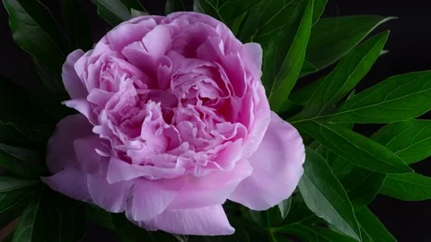 Peony Flowering Видео 144011891