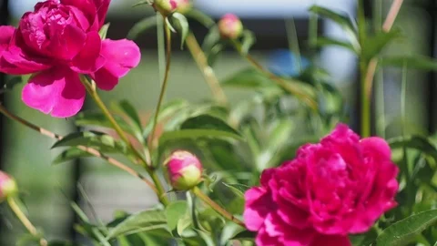 Peony flowers on background Stock Footage 91848839
