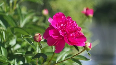 Peony flowers on background Stock Footage 91848888