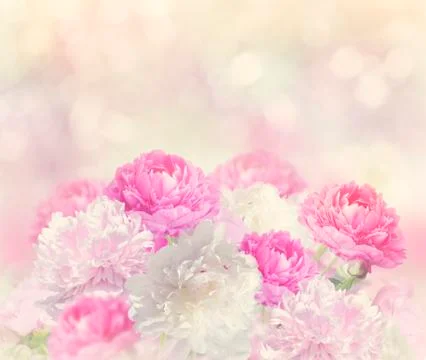Peony Flowers Background Stock Photos